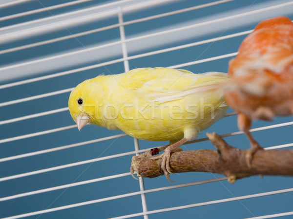 Pet Birds Stock photo © gemenacom