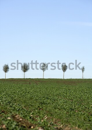Blasted Trees Stock photo © gemenacom