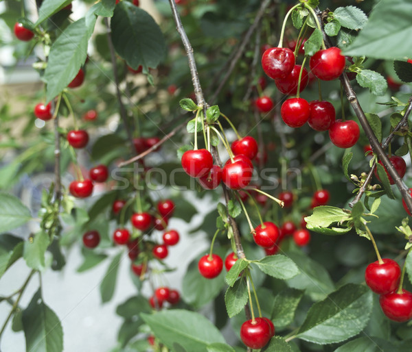 Cherry Stock photo © gemenacom