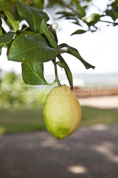 Limón limonero planta fotografía horizontal primer plano Foto stock © gemenacom