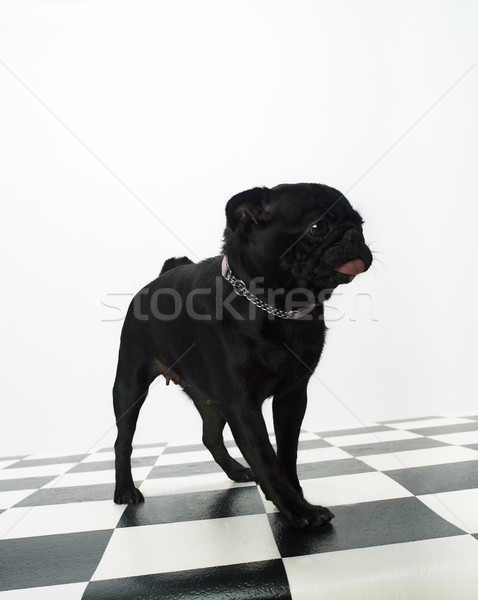 Francuski bulldog portret psa szachy piętrze Zdjęcia stock © gemenacom
