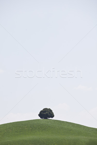 Solitario árbol colina cielo azul otono Foto stock © gemenacom