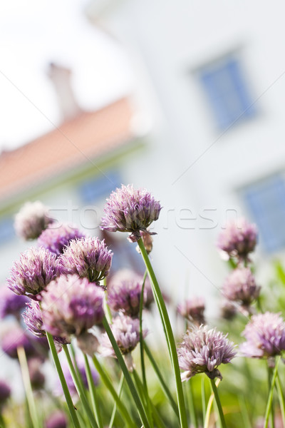 Foto stock: Roxo · alho-porro · curto · flor · casa · verde