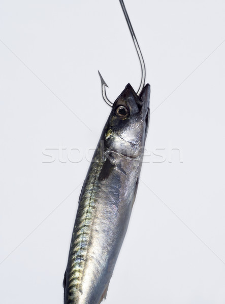 Hooked Fish Stock photo © gemenacom