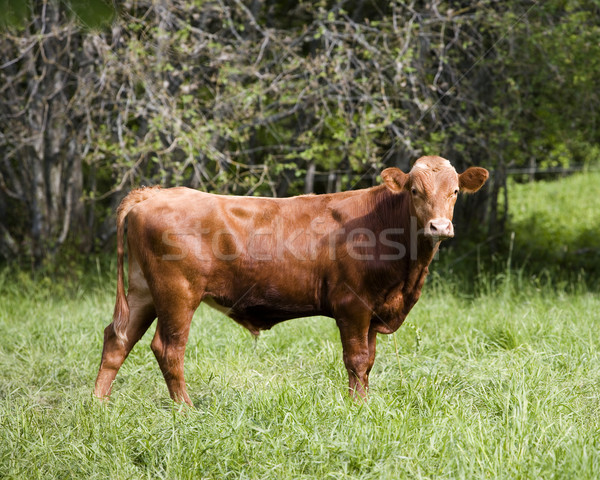 Barna tehén nyugodt jelenet házi tehenek fű Stock fotó © gemenacom