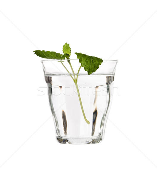 Water citroen balsem geïsoleerd witte natuur Stockfoto © gemenacom