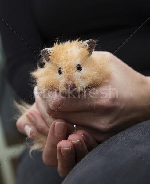 Hamster menselijke handen zwarte witte Stockfoto © gemenacom