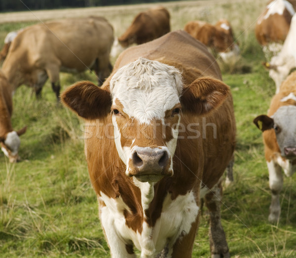 Foto stock: Vacas · cena · de · tranquilidade · doméstico · grama · pôr · do · sol · natureza