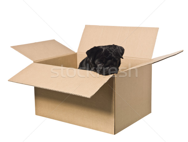 Stockfoto: Hond · vak · geïsoleerd · witte · liefde · puppy