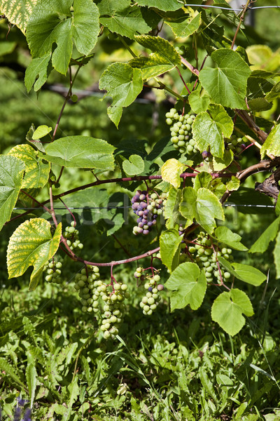 Raisins verts vigne raisins ombre culture branche Photo stock © gemenacom