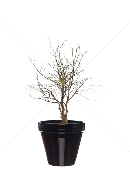 Withered potted plant Stock photo © gemenacom