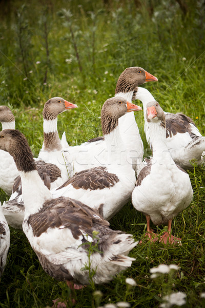 Stock photo: Domestic Ducks