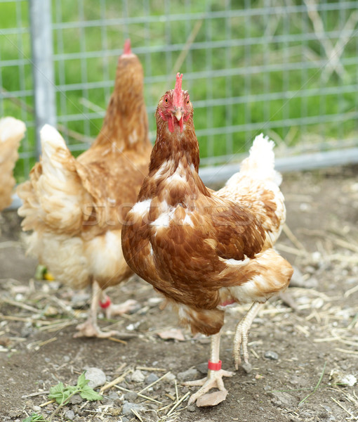 Drób rolnictwa gospodarstwa dziedzinie zielone kurczaka Zdjęcia stock © gemenacom