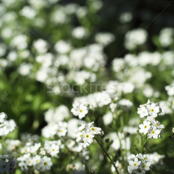 White flowers Stock photo © gemenacom