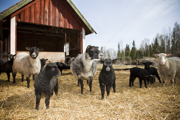 Stockfoto: Windscherm · boom · natuur · boerderij · zwarte