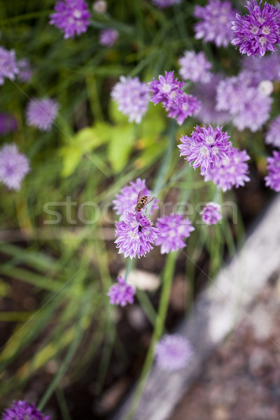 Póréhagyma közelkép lila rövid virág zöld Stock fotó © gemenacom