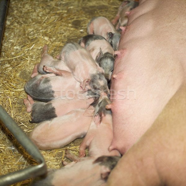 Grup mananca fermă alimente mamă lapte Imagine de stoc © gemenacom