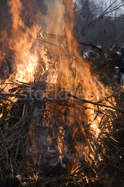 Campfire Stock photo © gemenacom