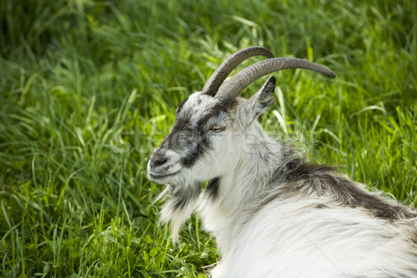 Goat Stock photo © gemenacom