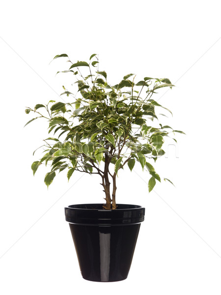 Stock photo: Potted plant towards white background