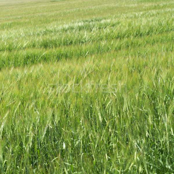 Field of grass Stock photo © gemenacom