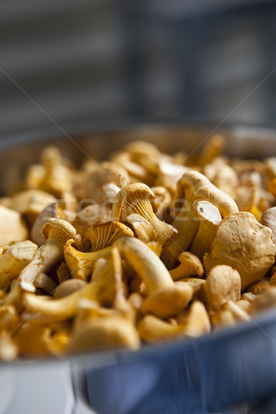 Close up of chantarelles Stock photo © gemenacom