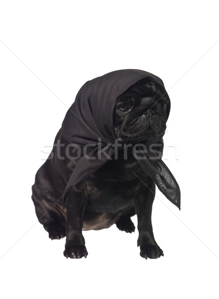Pug with a scarf on the head  Stock photo © gemenacom