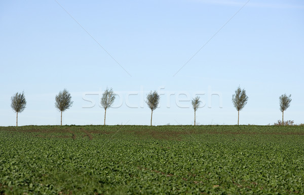 Blasted Trees Stock photo © gemenacom