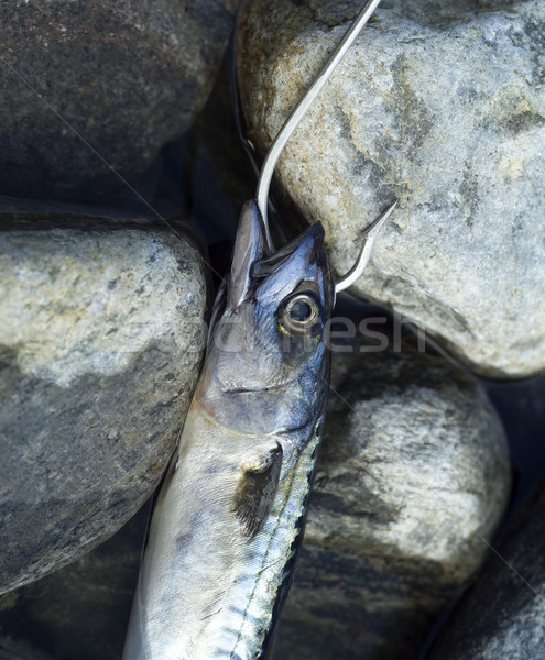 Hooked Fish Stock photo © gemenacom