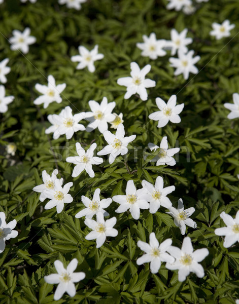 Anemone Flowers Stock photo © gemenacom