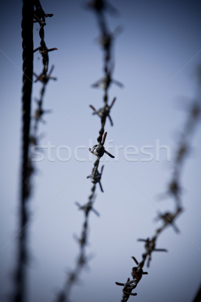 Resumen alambre de púas corto negro color acero Foto stock © gemenacom