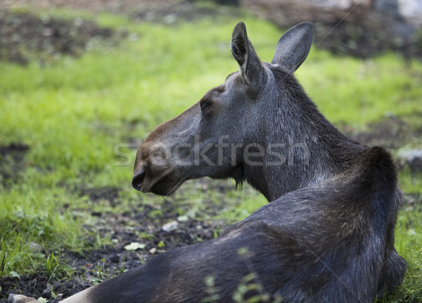 Close up of an elk Stock photo © gemenacom