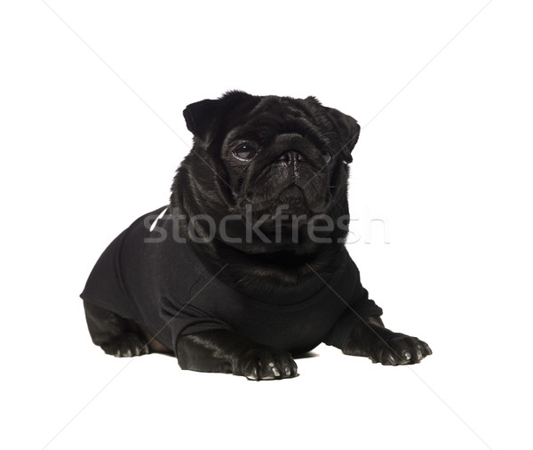 Foto stock: Preto · isolado · branco · cão · cachorro · animais · de · estimação