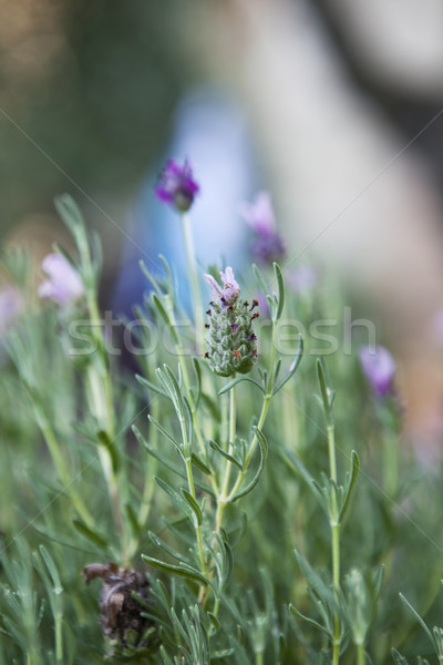 Lavender Stock photo © gemenacom