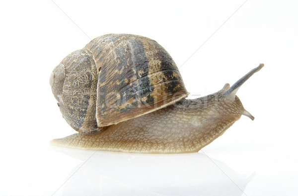 Snail Stock photo © gemphoto