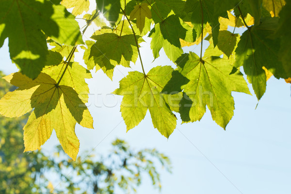 Vert érable laisse ciel arbre soleil [[stock_photo]] © GeniusKp