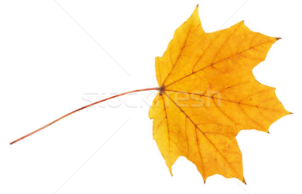 Yellow maple leaf  Stock photo © GeniusKp