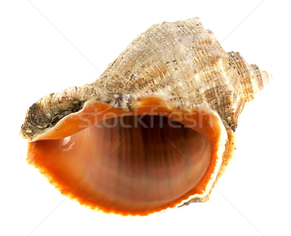 Zee shell geïsoleerd witte natuur veld Stockfoto © GeniusKp
