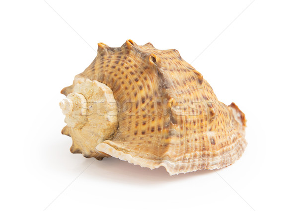 Big sea shell Stock photo © GeniusKp