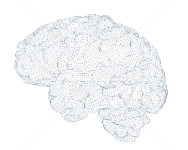 Creier izolat wireframe 3D generata abstract Imagine de stoc © georgejmclittle