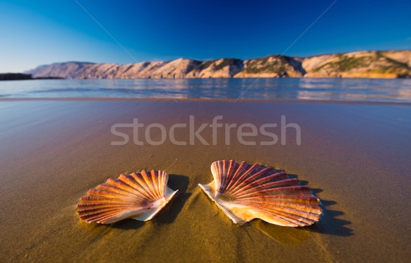 Beautiful shells on the beach Stock photo © Geribody