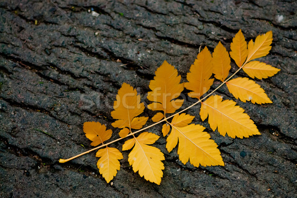 Autumn leaf on the ground Stock photo © Geribody