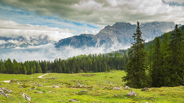 taly, Dolomites - a wonderful landscape, meadow among pine Stock photo © Geribody