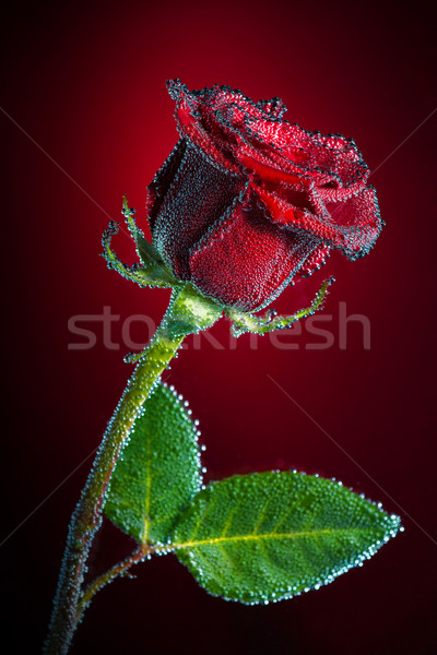 Rose with bubbles Stock photo © Geribody