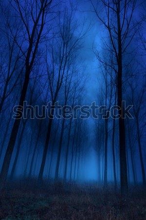 Klassz magas fák kora reggel köd fa Stock fotó © Geribody