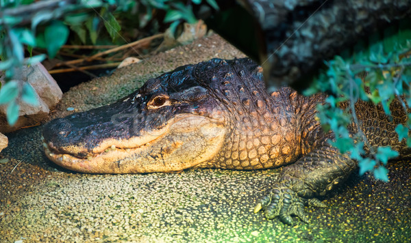 Stockfoto: Krokodil · portret · water · mond · meer · afrika