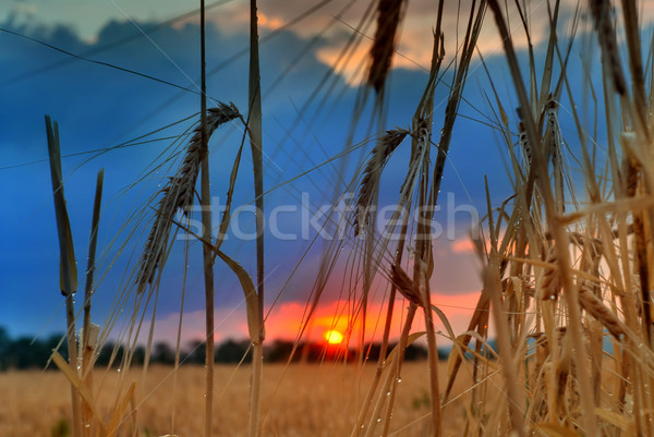 Wygaśnięcia dziedzinie lata kłosie pszenicy słońce Zdjęcia stock © Geribody
