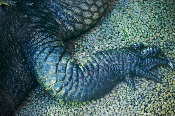 Crocodile pied eau bouche lac Afrique [[stock_photo]] © Geribody