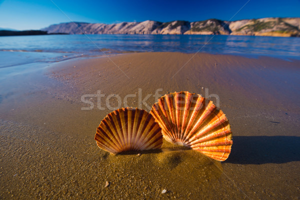 Stock photo: Beautiful shells on the beach