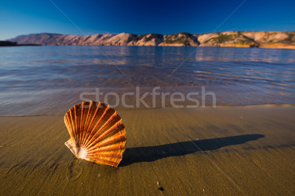Beautiful shells on the beach Stock photo © Geribody